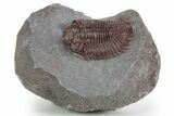 Red Coltraneia Trilobite Fossil - Huge Faceted Eyes #347274-2